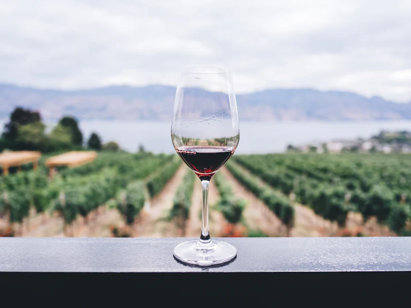 Verre de vin rouge devant les vignes du domaine